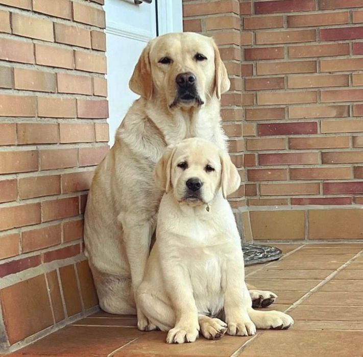 Роскошные Щенки Лабрадора