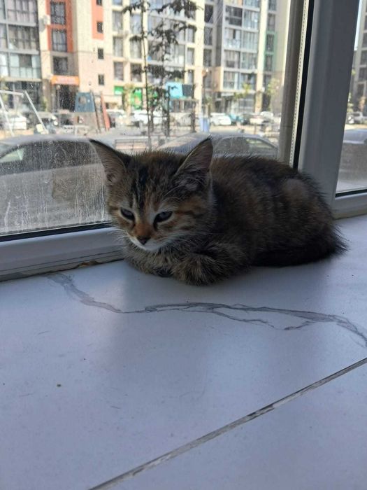 Котенок 2 месяца