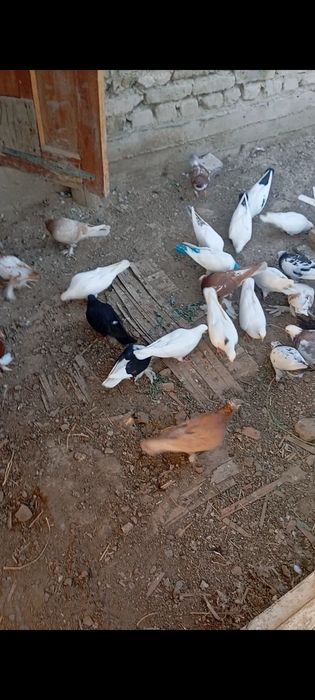 Кептерлер сатылады.