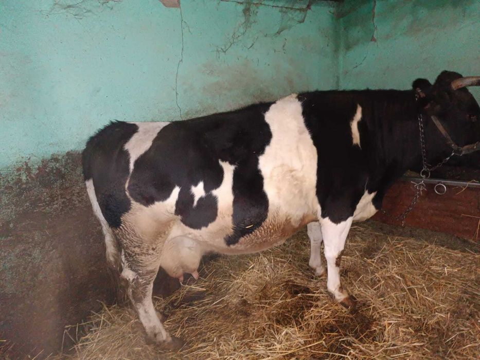 vaca de vanzare,gestanta 7 luni