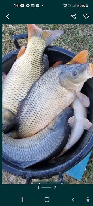 Peste populat balti si consum! Peste crap