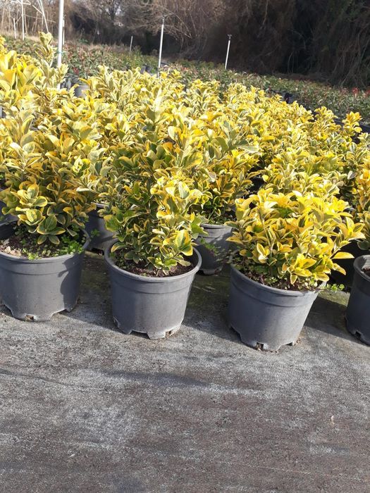 Salcie plangatoare salix