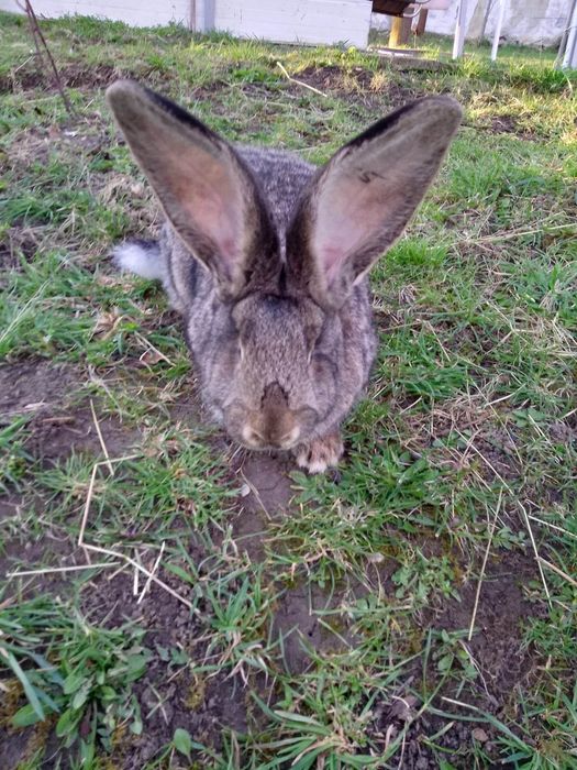 Iepuri uriaș german