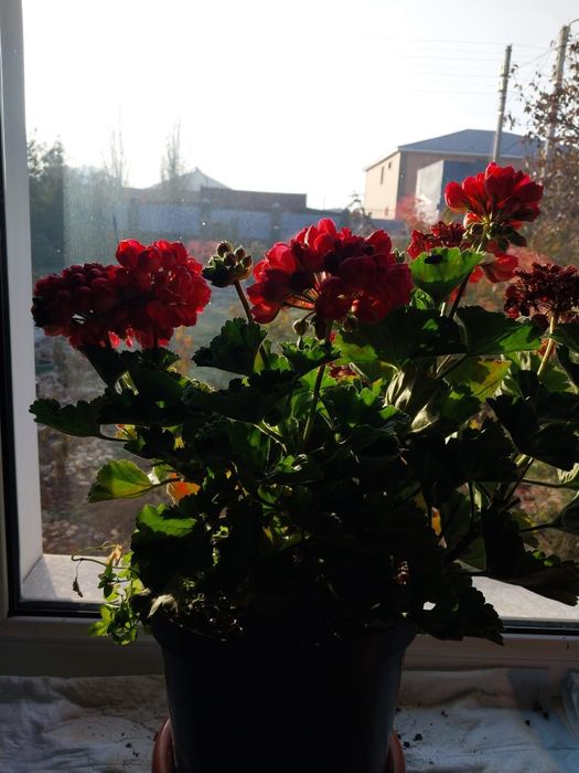 Продаю растения для дома