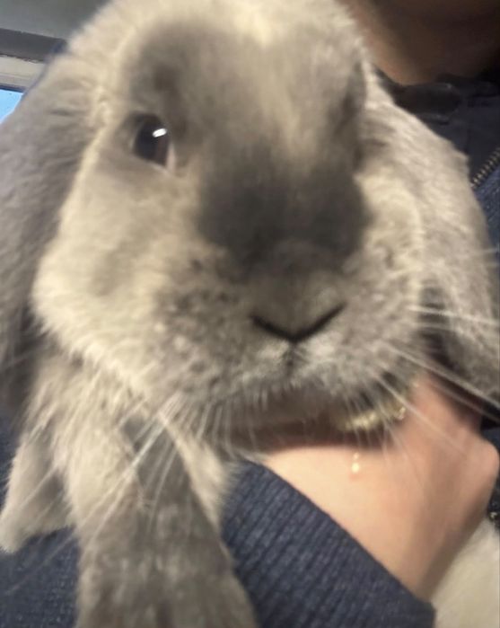 Donez iepurași rasa Holland Lop