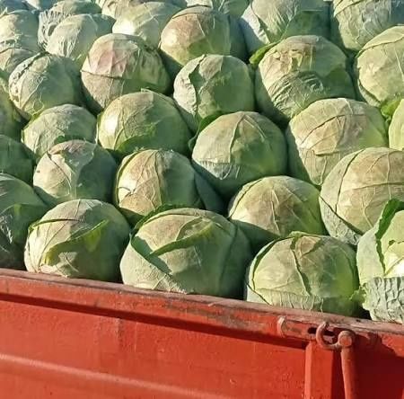 Varza verde romaneasca pentru murat / Escazu