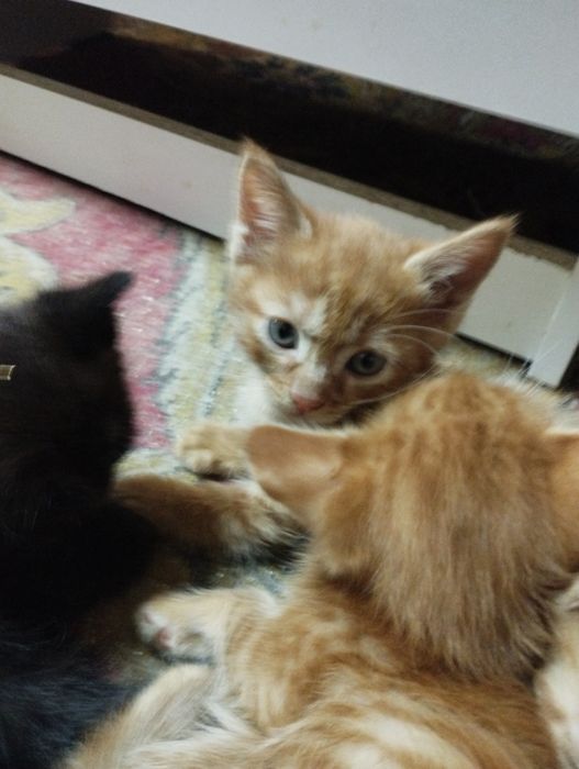 Отдам котят в хорошие добрые руки