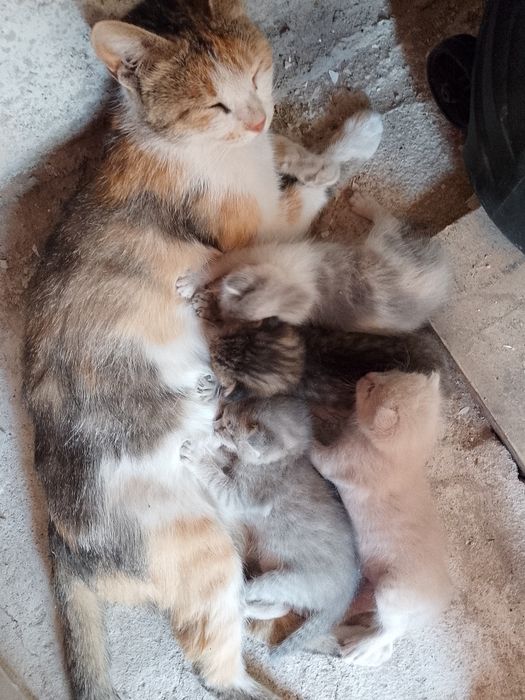 Четыре котята  отдам даром