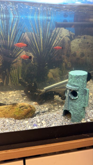 Vand acvariu complet echipat