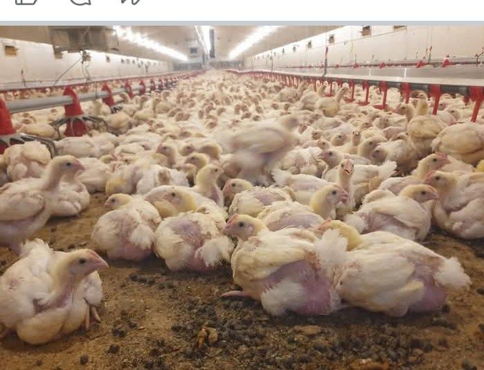 Pui albi de carne de vânzare