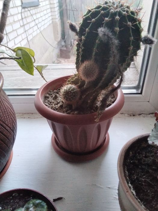 Молодой цветущий кактус