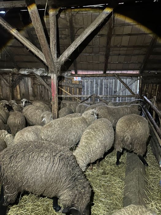 Vând 50 de oi ! Detalii la Nr de telefon !