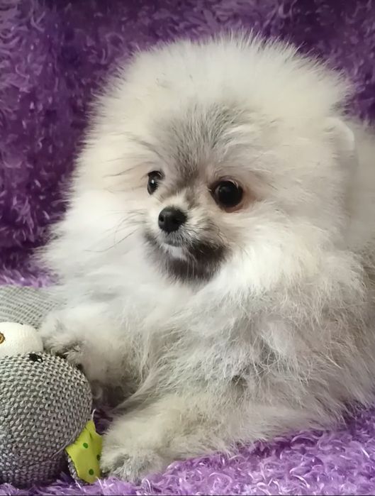 Померанский шпиц мини,щенки