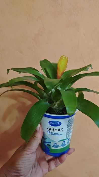 Продам цветущих деток Гузмании