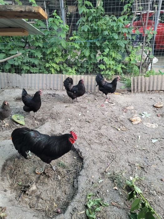 Familie australorp caută stăpân