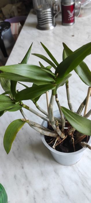 Орхидея Дендробиум!