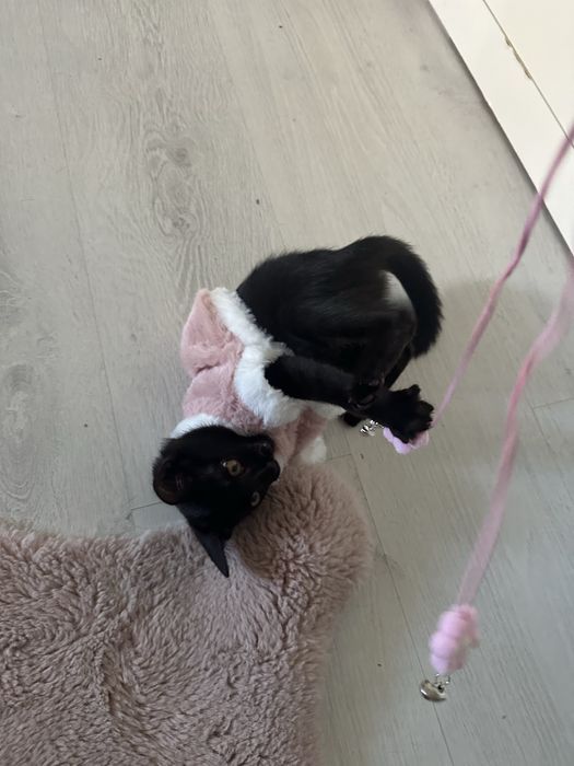 Pisic negru spre adopție