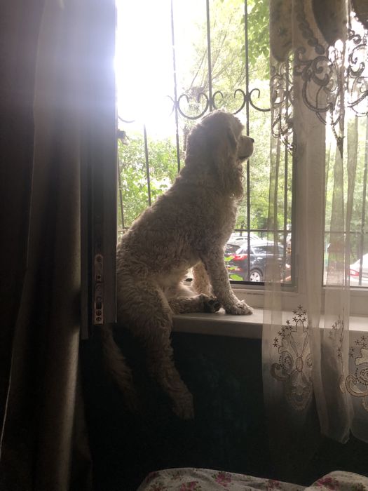 Вязка, американский кокер спаниель.