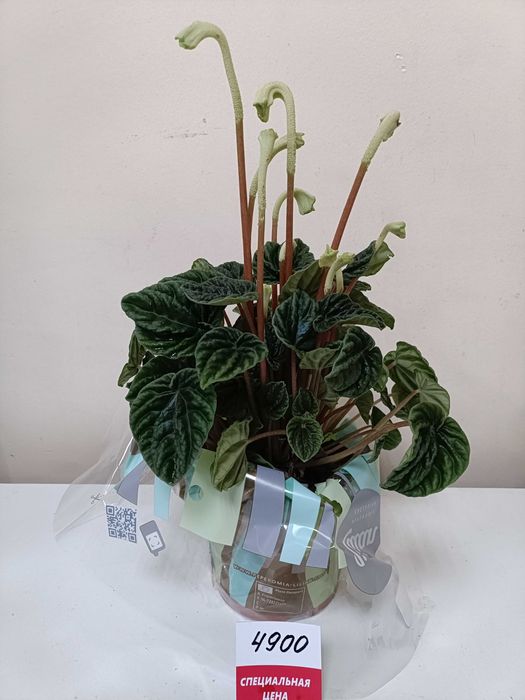 Комнатные растения