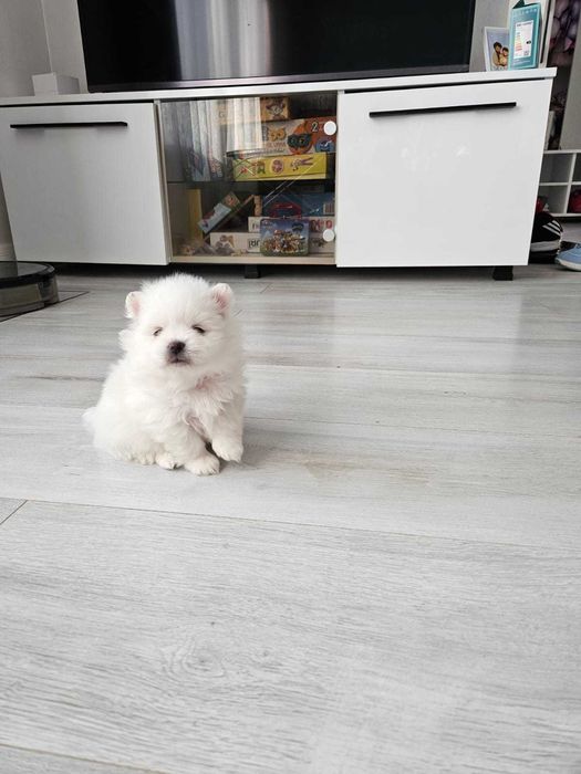 Pomeranian de vânzare