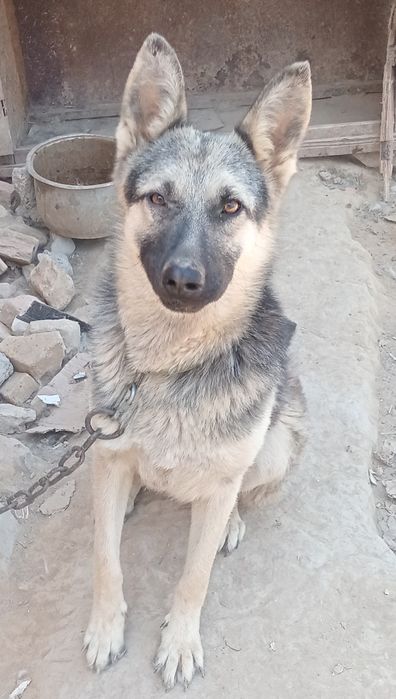 Овчарка сатылады