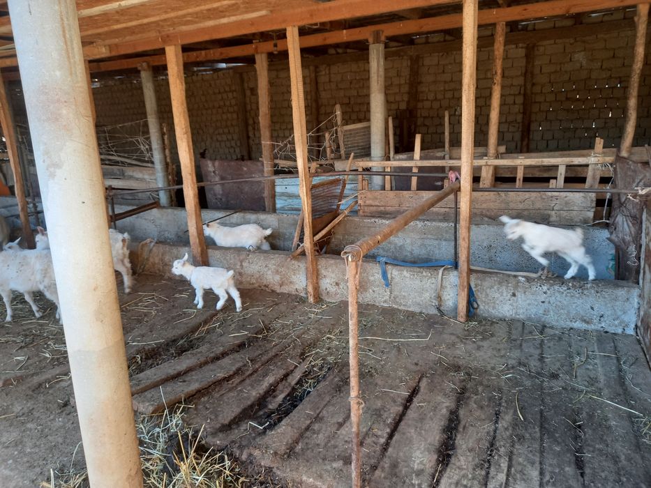 Ешкилер сатылады 8 ешки 5 лак