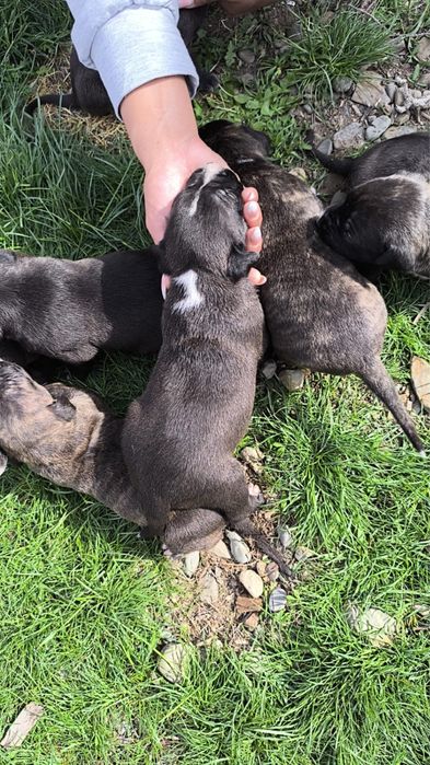 Питбуль щенки чистокровные