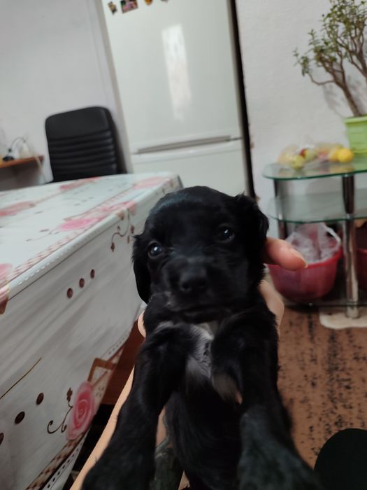 Продам друга для семьи