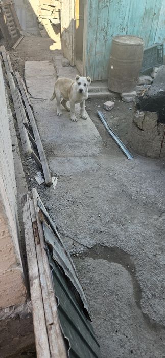 САО сатылады үш айлық