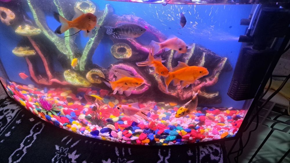 Акварийум холати зур  баликлари  билан ва абародиновалари билан