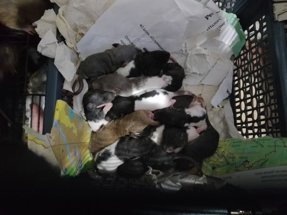 Продам ручных крысят