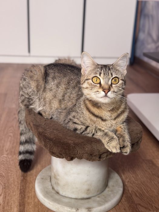Породистые котята бесплатно