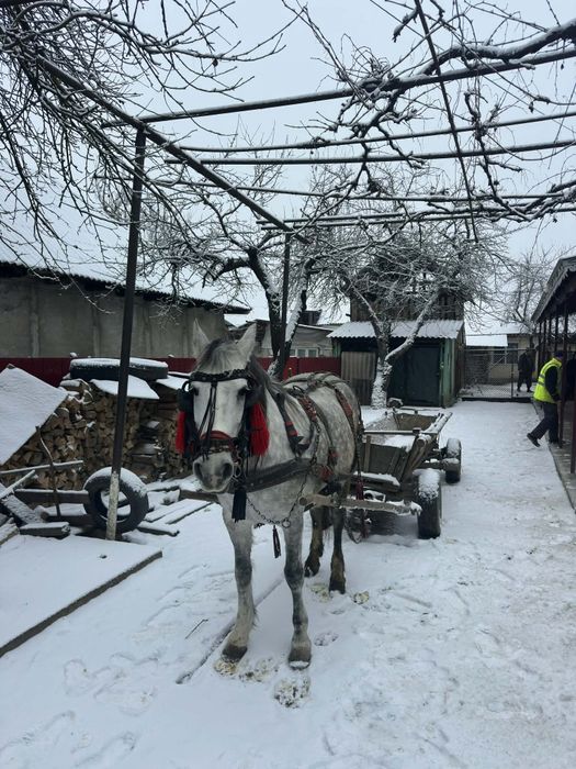 Vând Iapa mai multe detalii la telefon