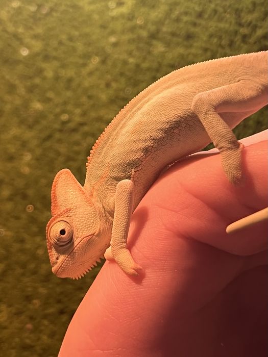 Vand terariu complet + pereche cameleoni