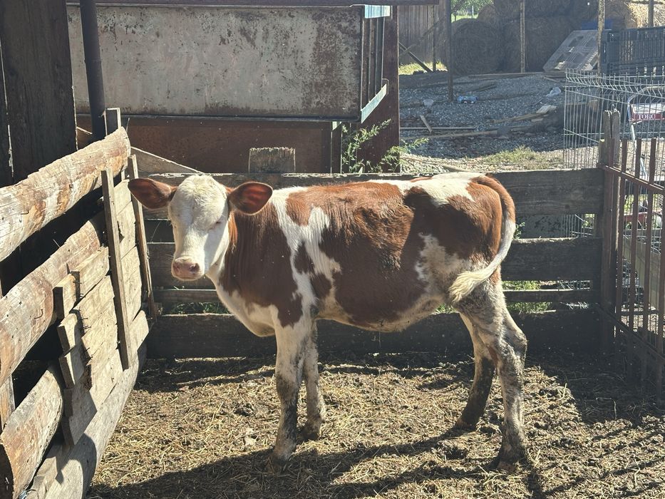 Vând două vițele înțărcate