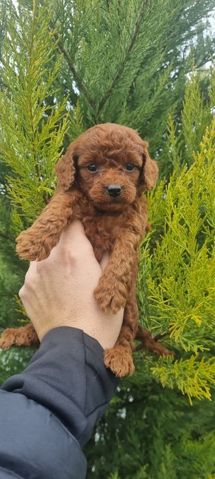 Пудел той пуделче