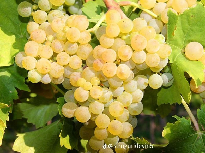 Struguri de vin!
