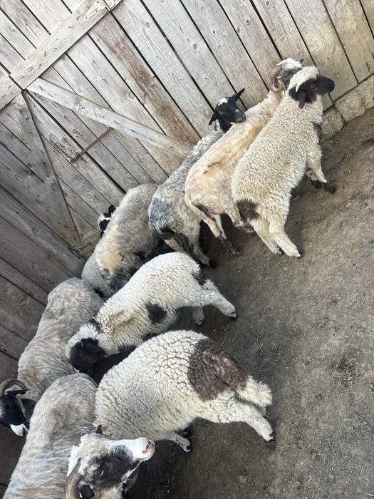 Vând miei în viu sau carcasă