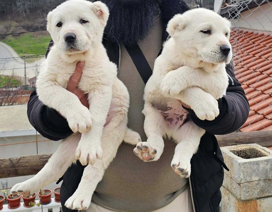 Кученца CAO Алабай