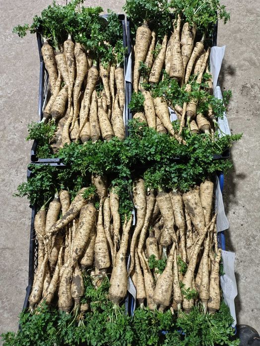 Pătrunjel cu frunza