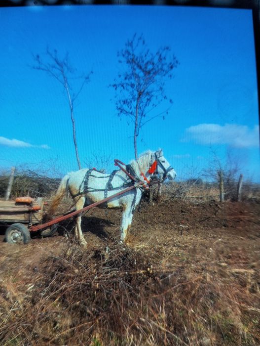 De vânzare mai multe detalii la Nr de tel 0768266558