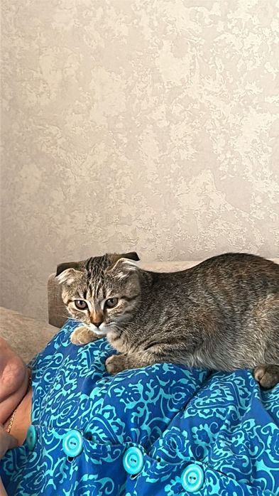 Отдам кошку бесплатно