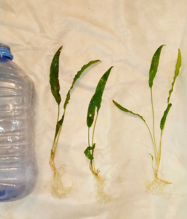 Криптокарина обалденная