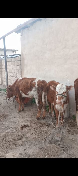 Баспақ қашар күйлері жақсы