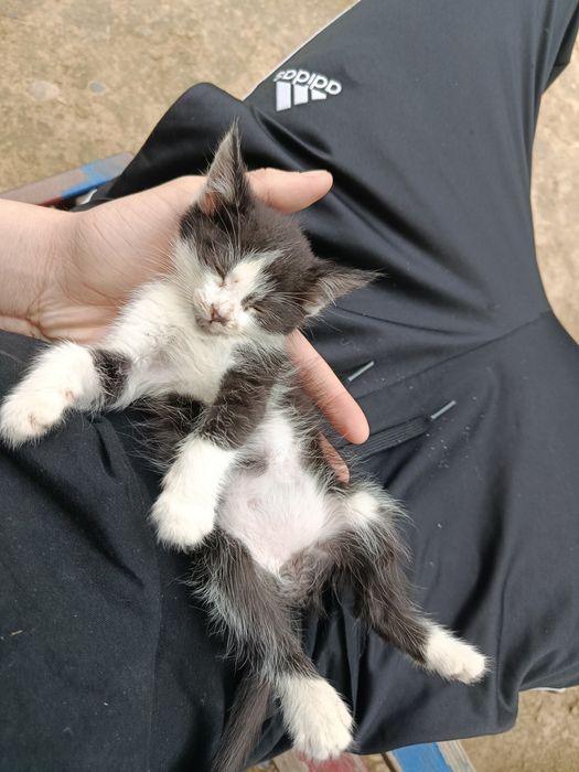 Кошка маленькая примерно 1.5 месяца отдам даром