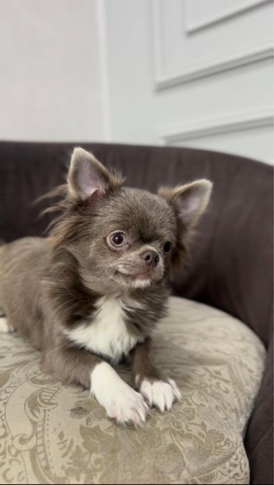 Чихухуа дш эксклюзив