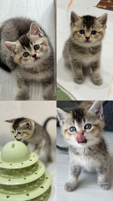 Schotish (fold,strayt) shinshilla mushuchalar ogil, qiz sotiladi