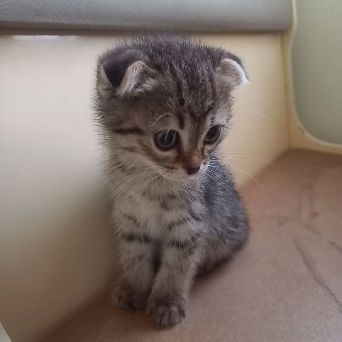 Вислоухий котёнок 1,5мес девочка