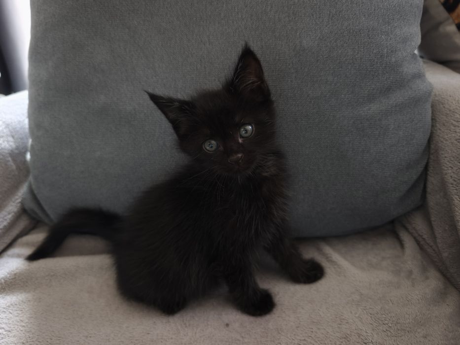 Продам двух месячных  котят