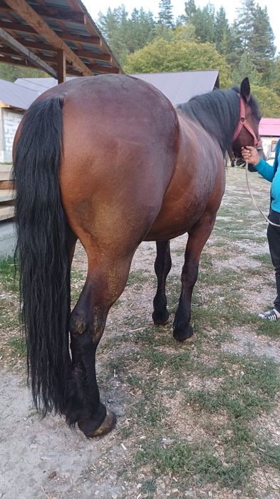De vânzare mânz castrat de 2 ani